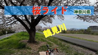 神奈川県　鶴見川のお花見ライド