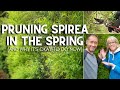 ✂ 😲 Pruning Spirea in the Spring (And, Why It's Okay To Do Now) 😲 ✂