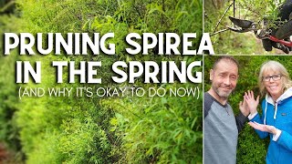 ✂ 😲 Pruning Spirea in the Spring (And, Why It's Okay To Do Now) 😲 ✂