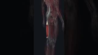 Tibial division of sciatic nerve 3D animation