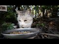 野良猫を捕獲したらまさかの展開に・・・ 領収書公開 机バンバン パワハラ 相生市長 さいとう元彦知事