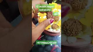 12 mukhi nepali rudraksha available+9779866297359#pashupatinathtemple #nepali #rudrakshabeads 🙏🙏🇳🇵📿📿