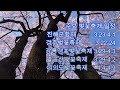 산림청 예측 진달래 벚꽃 개화시기 전국 명소 진달래축제와 벚꽃축제 일정 총정리 azalea and cherry blossom blooming times