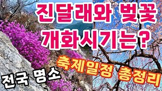 산림청 예측 진달래 벚꽃 개화시기 + 전국 명소 + 진달래축제와 벚꽃축제 일정 총정리   /   Azalea and cherry blossom blooming times