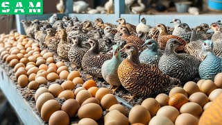 How To Run a Quail Farm That Produces Billions of Eggs Every Year? - Modern Quail Farm