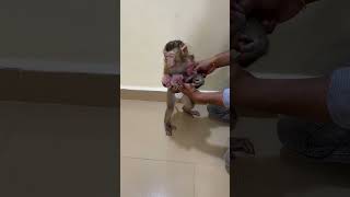 monkey jenny hug baby linda go to the classroom