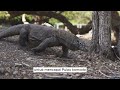 mengenal indahnya pemandangan wisata pulau komodo