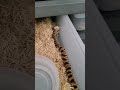 defensive vs aggressive hognose