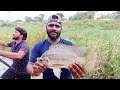 best tilapia fishing in river big size tilapia fish 💢 நாங்க புடிச்ச ஜிலேபி எல்லாமே சைஸ் தான்