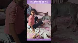 Miniature Cow's farrm #short #yt #good #indian #shorts #video #cute #baby #cow