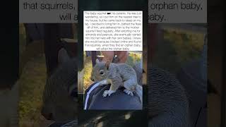 Helping An Orphaned Baby Squirrel