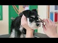 生後3か月🐾小さなパピーの生まれてはじめてのトリミング♥（schnauzer シュナウザー）trimming＆grooming　4k