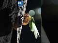 time lapse footage shows cicada molting