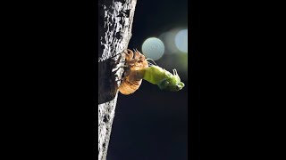 Time-lapse footage shows cicada molting