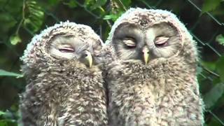 Nationalpark Bayer. Wald: Junge Habichtskäuze schmusen - ural owls chattering