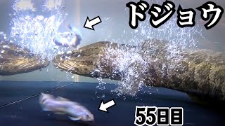 やせたライギョにドジョウを与えると…【やせすぎ雷魚55日目】