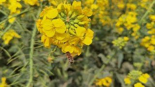 【日常分享】一起偷偷钻进油菜花田深处吧