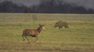 Soirées hivernales cerfs, sanglier, chevreuils, renard charbonnier