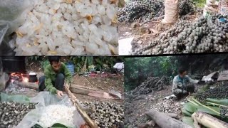 cutting natural  palm fruit to make lao dessert ຕັດໝາກປາມທຳມະຊາດມາເຮັດເຂົ້າໜົມລາວ/26/11/2024