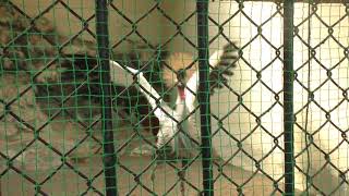 威嚇されてます？ホオジロカンムリヅル　長野県内最古の動物園小諸市動物園　小諸城址懐古園へ行って来ました　00262