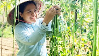 FARM LIFE: Harvest VIETNAM GREEN STRING BEANS in the garden and cook for my daugher- NHUNG BUSHCRAFT