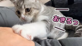 朝ごはんが食べたい子猫とまだ眠たい主のモーニングルーティン。