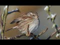 the dunnock close up hd footage prunella modularis birds birdlife birdphotography wildlife