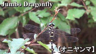 オニヤンマ【Jumbo Dragonfly】タガメ採りですがオニヤンマ！