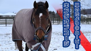 【風のたより＠ムービー】AJCC優勝馬キングオブコージの最新映像！～P.S.優しい優等生パパ。子供もすくすく育っています～