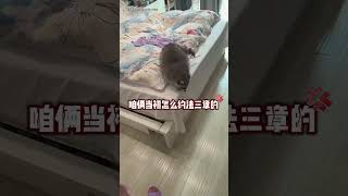 網友出的損招，老婆要連夜回娘家了！ #pets #搞笑#animals #Shorts