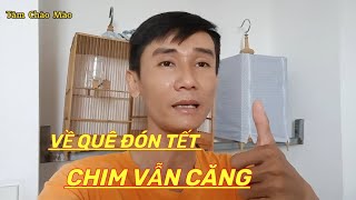 Cách Chuẩn Bị Cho Chim Trước Khi Về Quê Đón Tết |Tâm Chào Mào