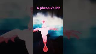 A pheonix's life (roblox feather family) *sorry i did this with the duck too*