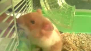 COMELONA- peperoni hamster