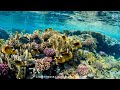 The Wonderful World Of The Red Sea | Marsa Alam