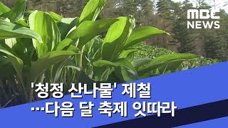 '청정 산나물' 제철…다음 달 축제 잇따라 (2019.04.25/뉴스투데이/MBC)