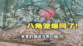 冒着大雨去收八角鱼笼，连收两笼收获满满！！