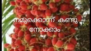 വീടിന് അലങ്കാരമായി.....