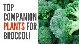 Top Companion Plants of Broccoli, Organic Farming Best Practices