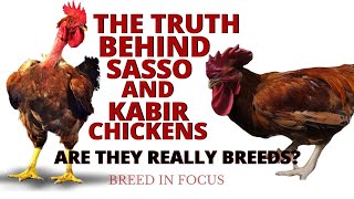 The Truth Behind SASSO and KABIR Chickens: Are They Really Breeds? | Breed in Focus