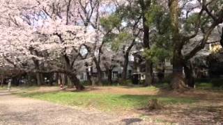 桜とウグイス  善福寺川緑地公園 2013/03/28