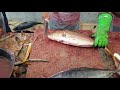 trevally fish slice live performance। trevally fish slice super fastest skills। yellow trevally cut