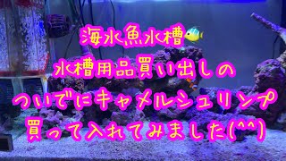 海水魚水槽🐠水槽用品買い出しのついでにキャメルシュリンプ買って入れてみました(^^)