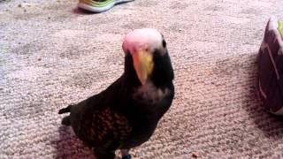 Zephyr the White Capped Pionus Talks a Bit