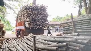 Bamboo Kerala wholesale Palakkad cherpulassery nellaya number 8606460058