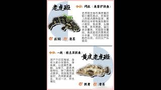 各种石斑鱼的价值及营养