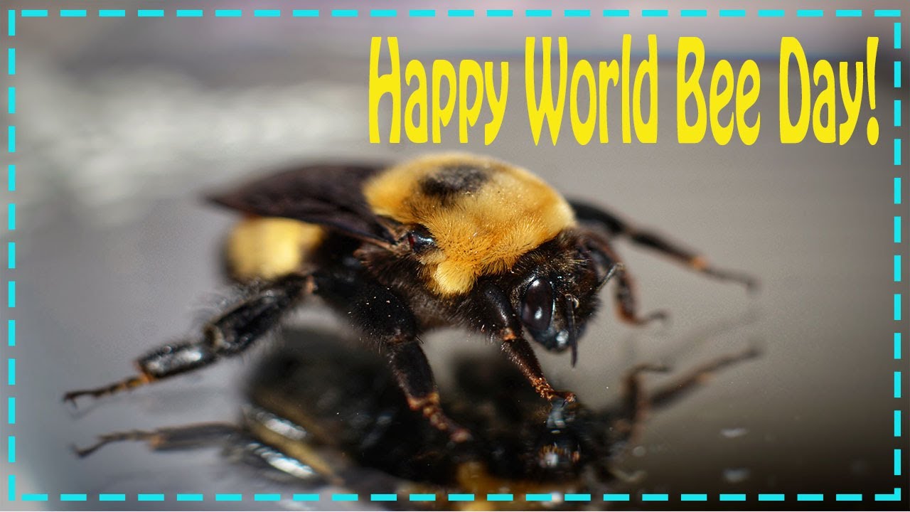 ёятыёяцдhappy World Bee Day Build Back Better For Bees ёярэ May 20th 2021ёяты