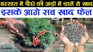 बरसात में पौधे की जड़ों में डालें ये खाद | इसके आगे सब खाद फेल | Rainy Season Fertilizer For Plants