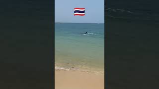 นักท่องเที่ยวรัสเซียถ่ายคลิปปลาฉลามได้ 🦈  killer shark 🦈 in Thailand #viralvideo #foryou #thailand