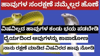 ಹಾವು ಕಚ್ಚುತ್ತವಾ🐍 ಹಾಗಾದರೆ ನಾನು ಹಿಡಿದ ಹಾವು ಯಾವುದು #snakevideo #snake