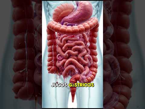 Red Magisterial La Digestión Cómo Tu Cuerpo Procesa Los Alimentos